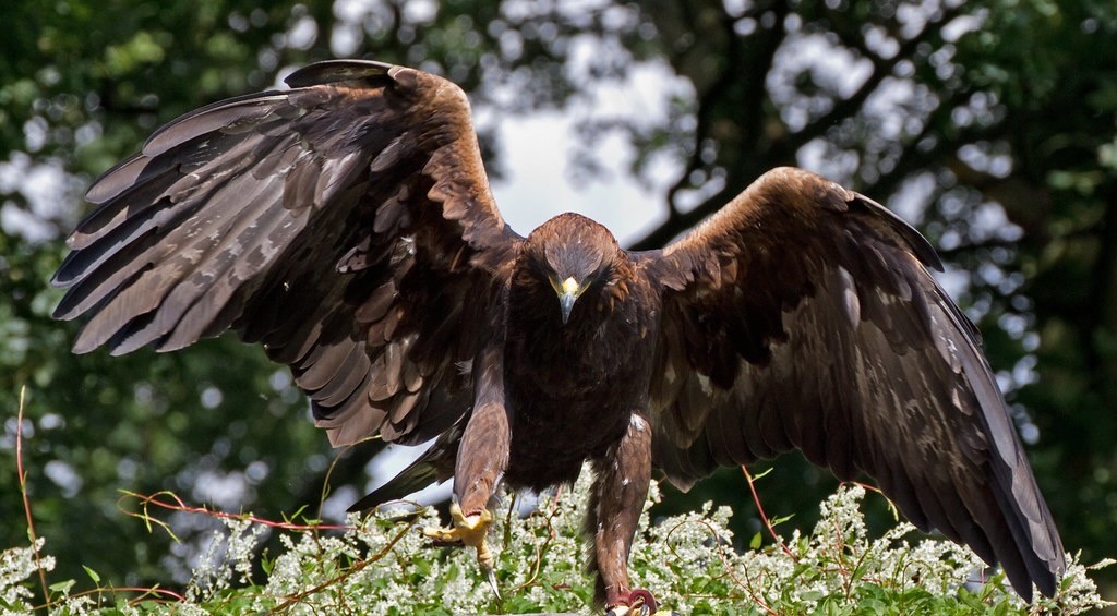 Golden Eagle 8a by ahisgett is licensed under CC BY 2.0.